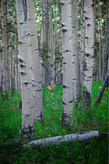 Wild Sunflowers and Trembling Aspens