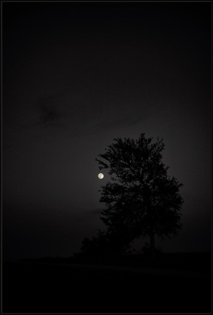 Full Moon and Tree Silhouette
