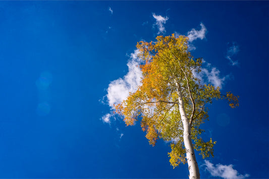 Aspen Cloud