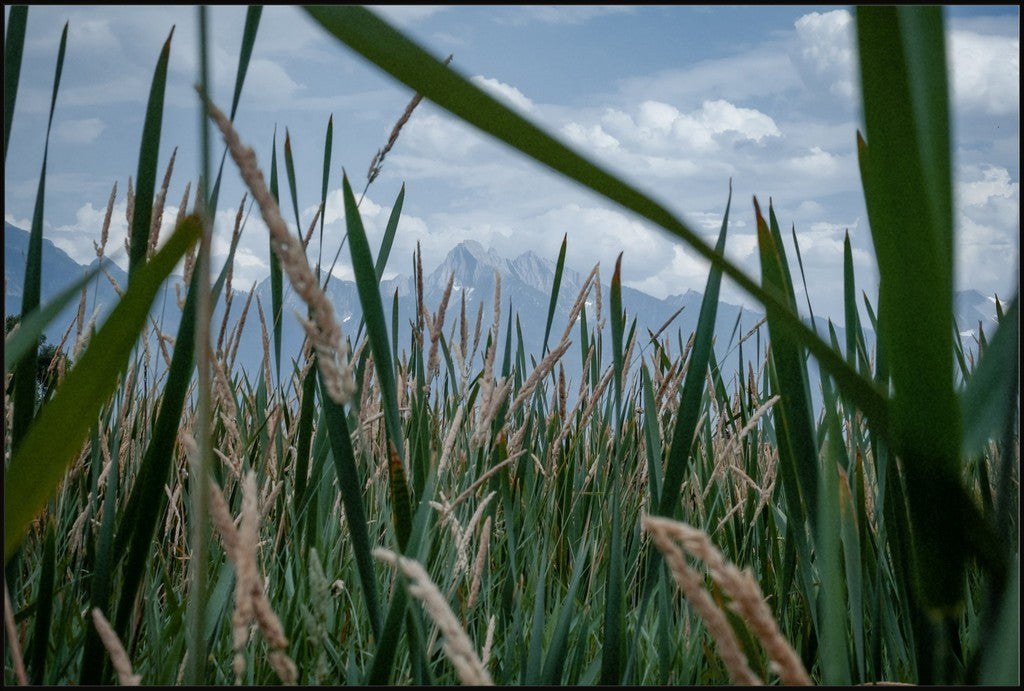 Montana Field