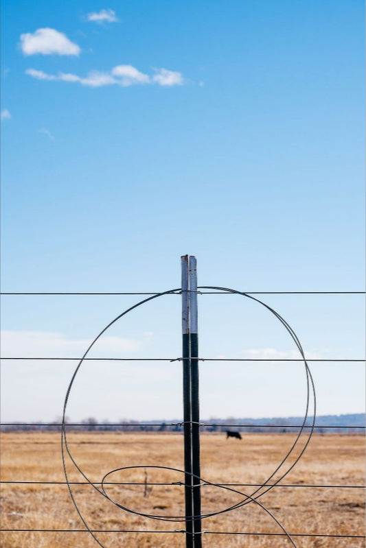 Fenceline and Cow on the Colorado Plains