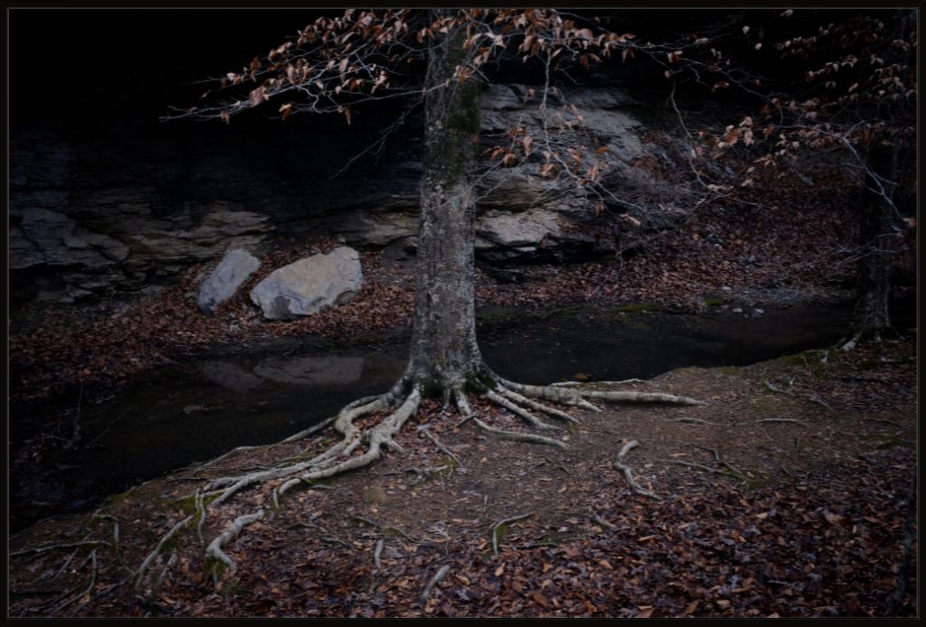 Winter Roots