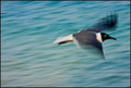 Grand Bahama Gull No. 2