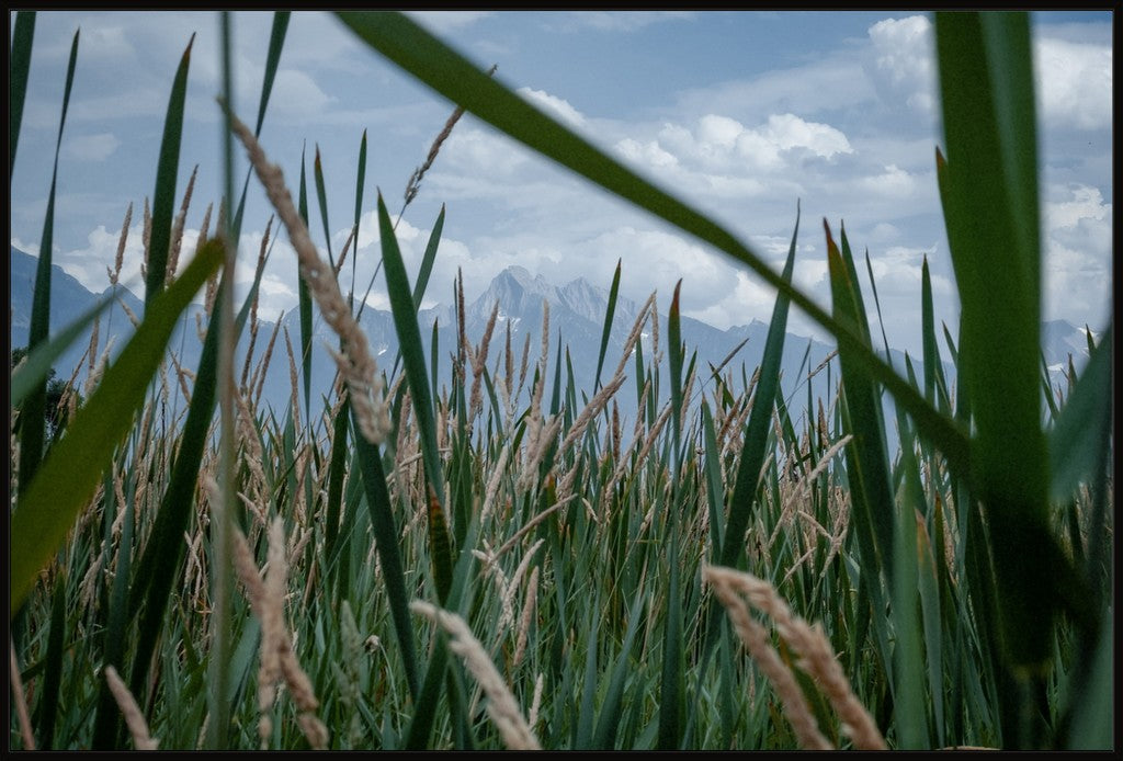 Montana Field