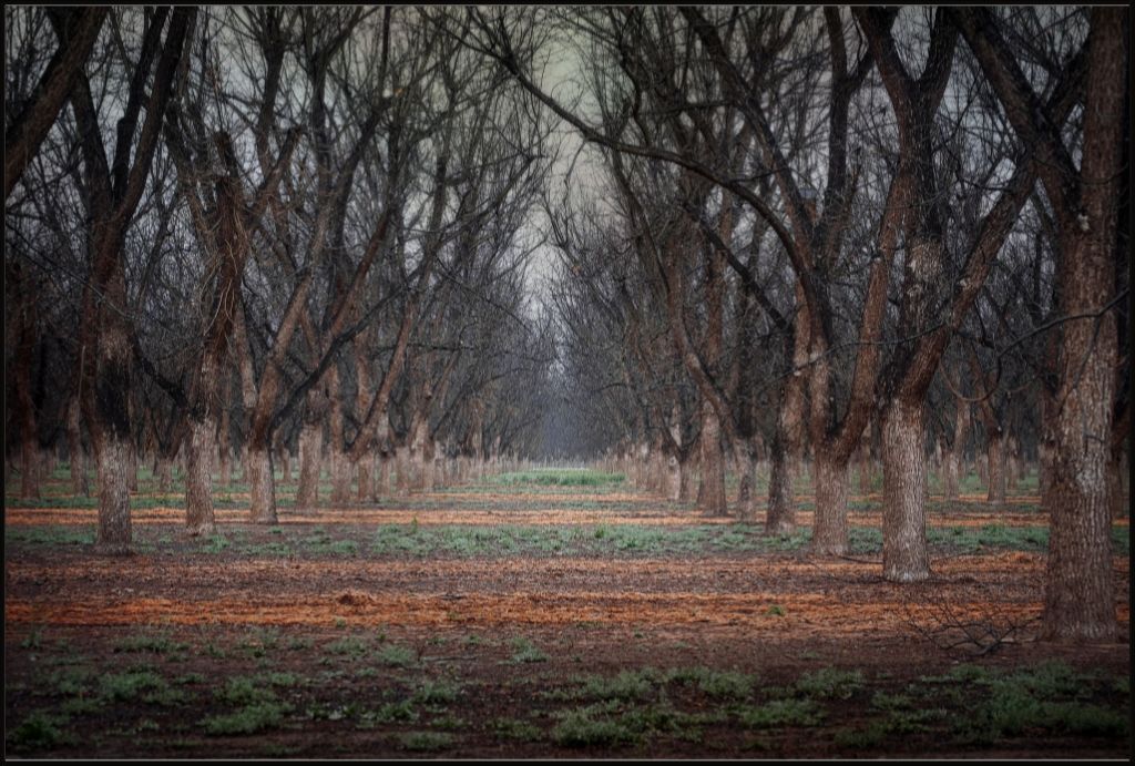 New Mexico Pecan Grove