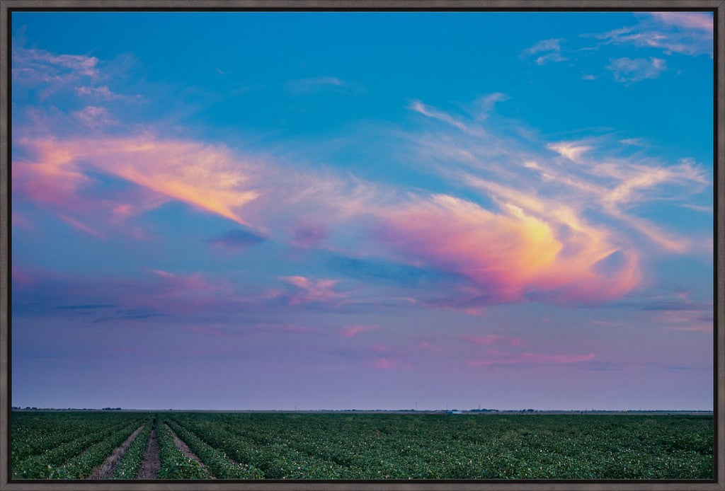 Cotton Field at Sunset