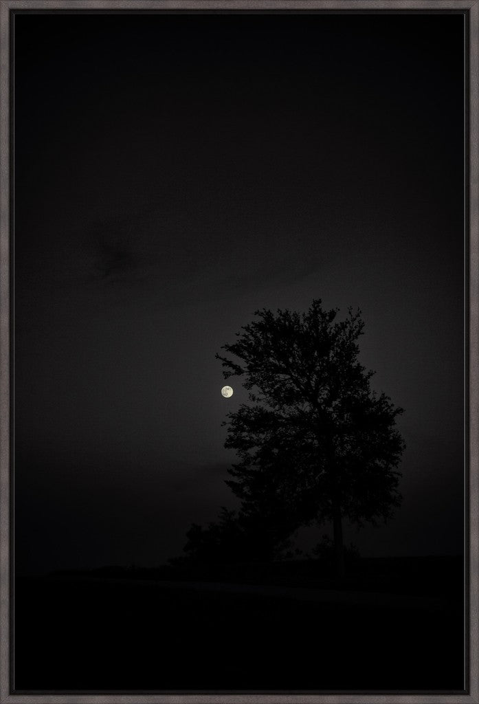 Full Moon and Tree Silhouette