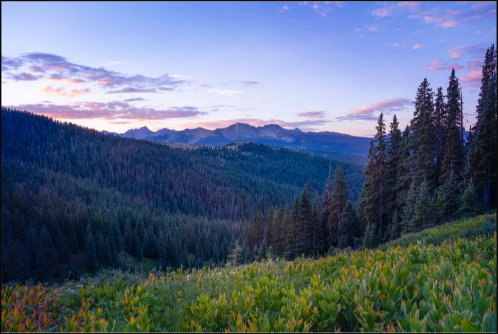 Corn Lily Sunrise I