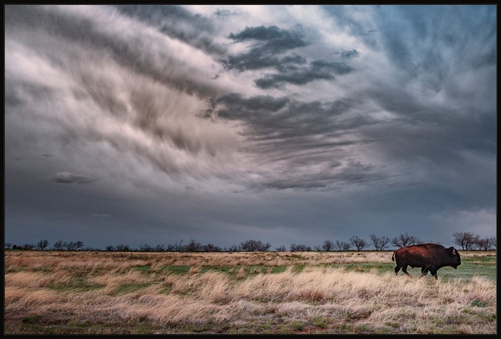 Caprock Bison