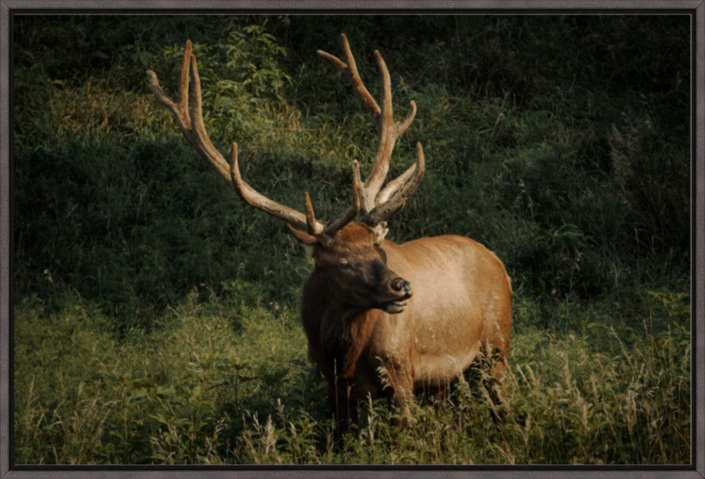 Ashland Bull Elk I