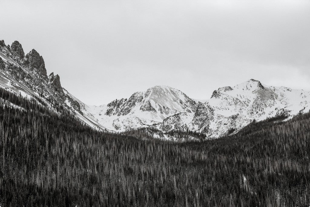 Monochrome Winter Mountains & Pines
