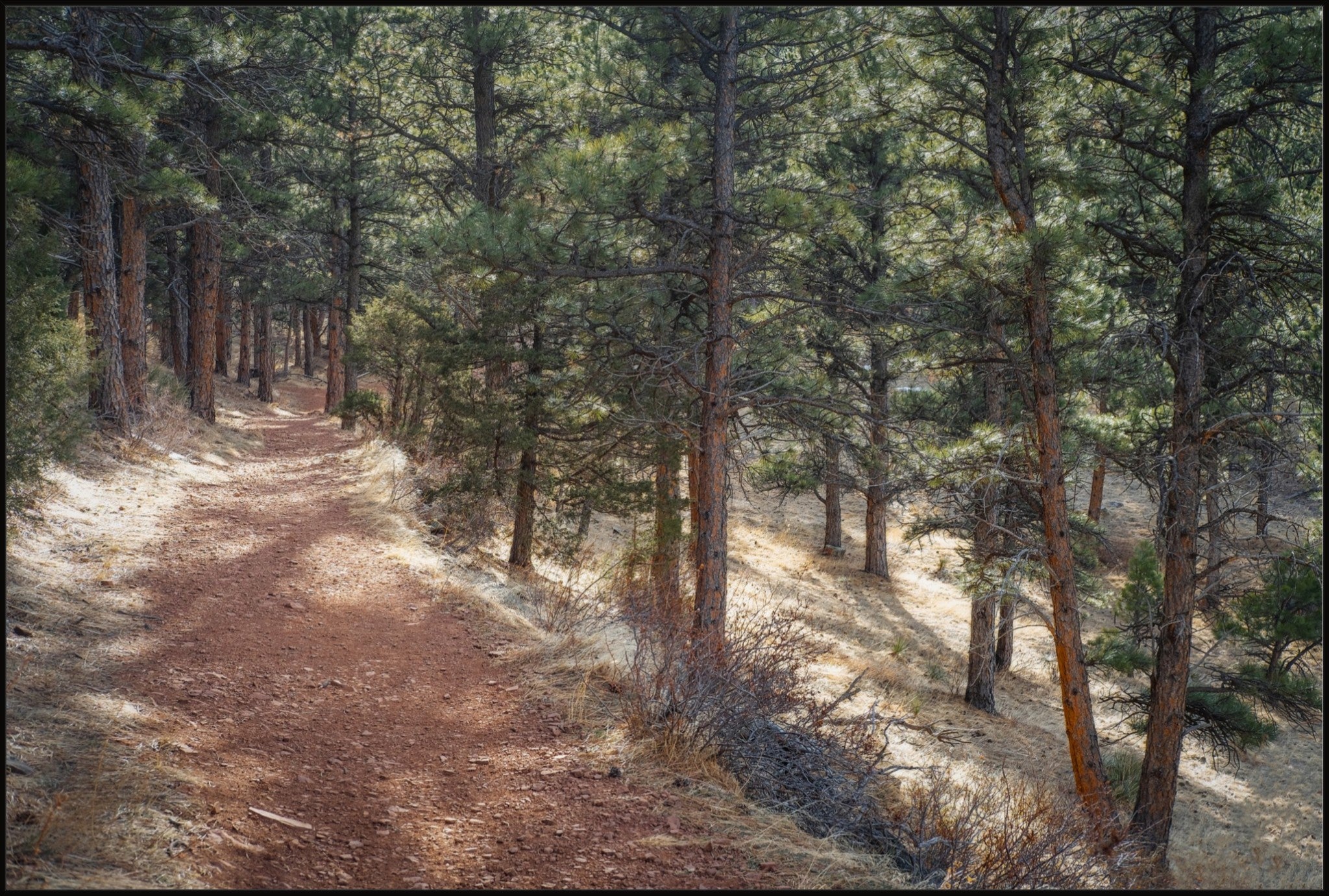 Into the Forest