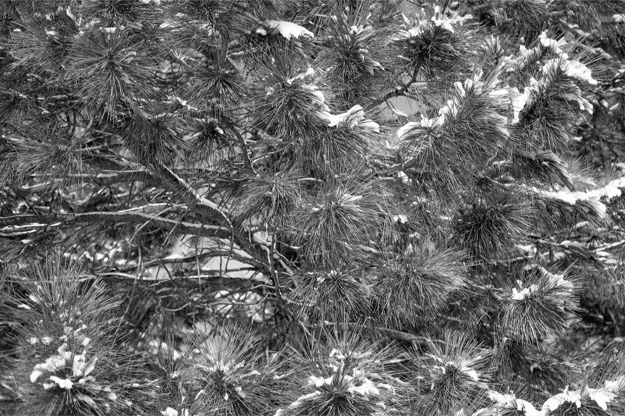 Snow on the Pine Boughs