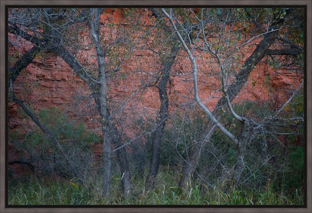 Cottonwoods and Red Rock