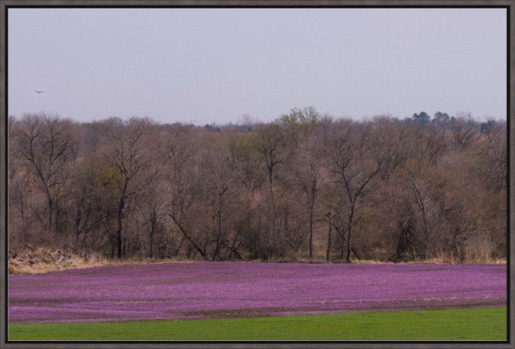 Spring Henbit