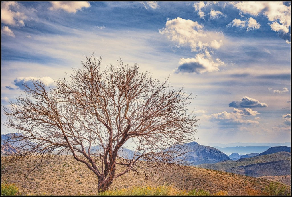 Solitary Mesquite