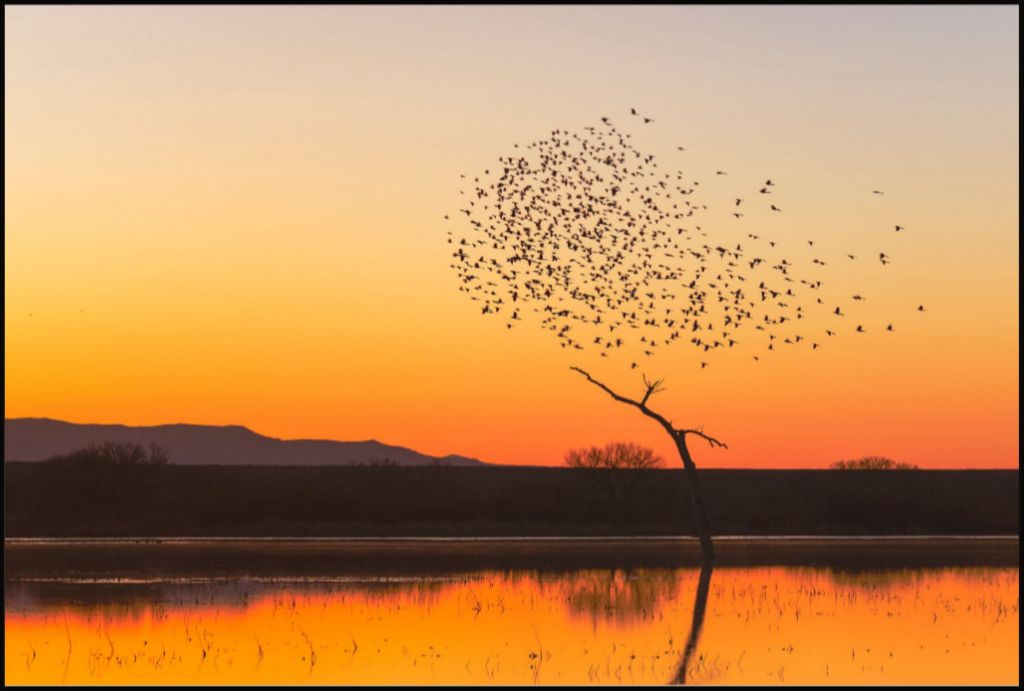 Bosque Morning Glow with Birds