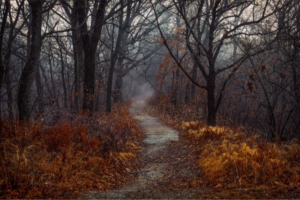 Misty Fall Path