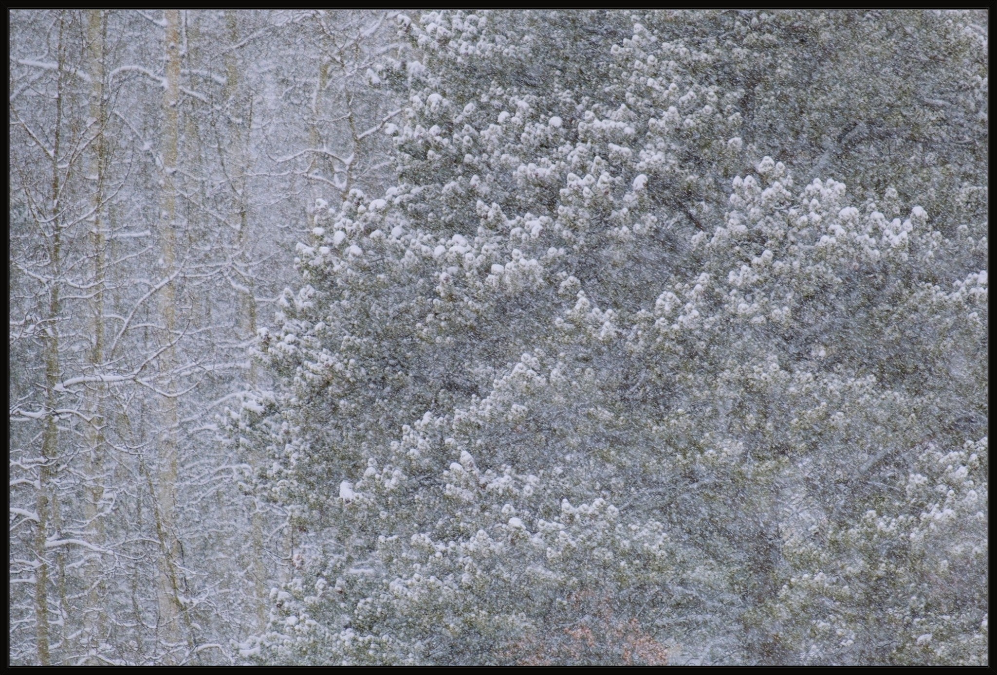 Heavy Snow & Forest Abstract III