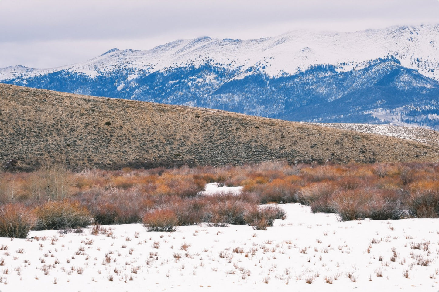 Rocky Mountain Winterscape