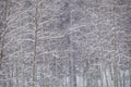 Heavy Snow & Forest Abstract II