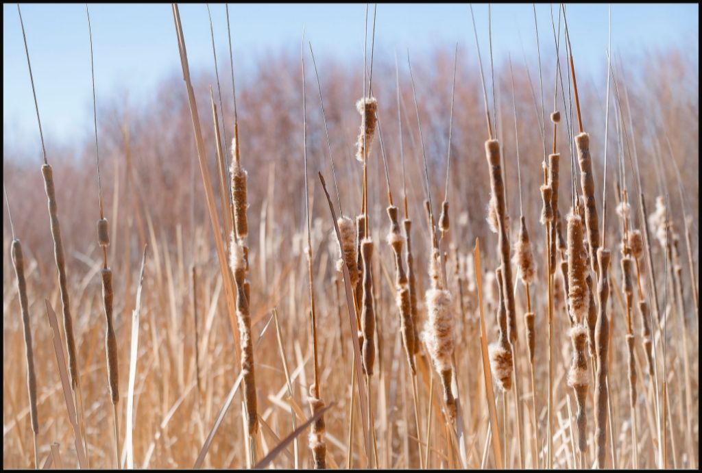 Bosque Cattails
