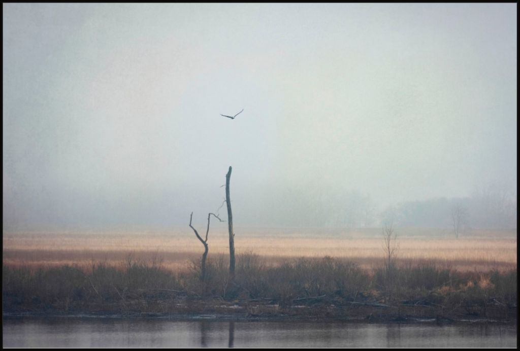 Wetlands Eagle