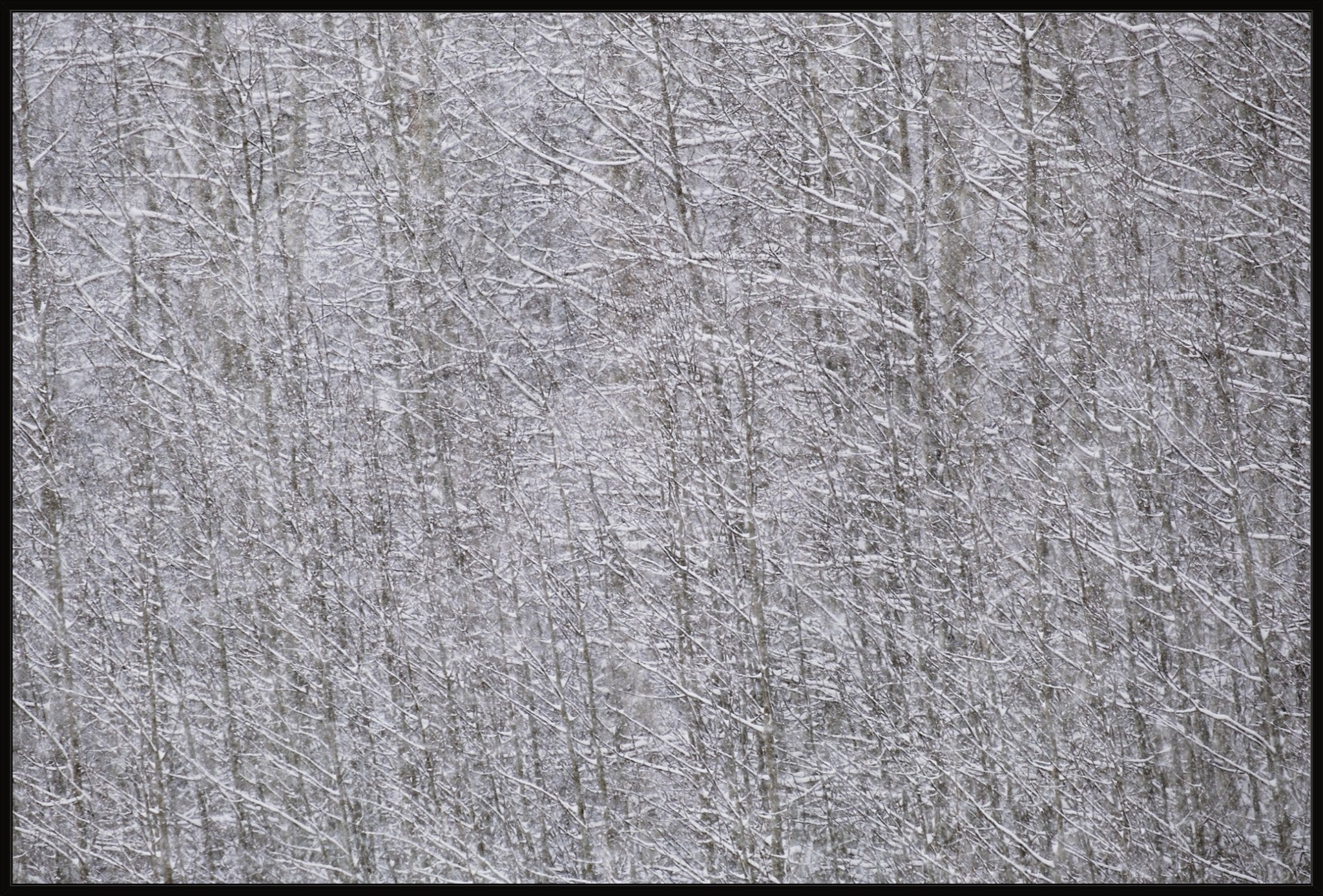 Heavy Snow & Forest Abstract I