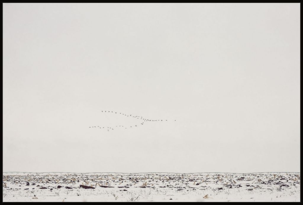 Geese Over Snowy Field