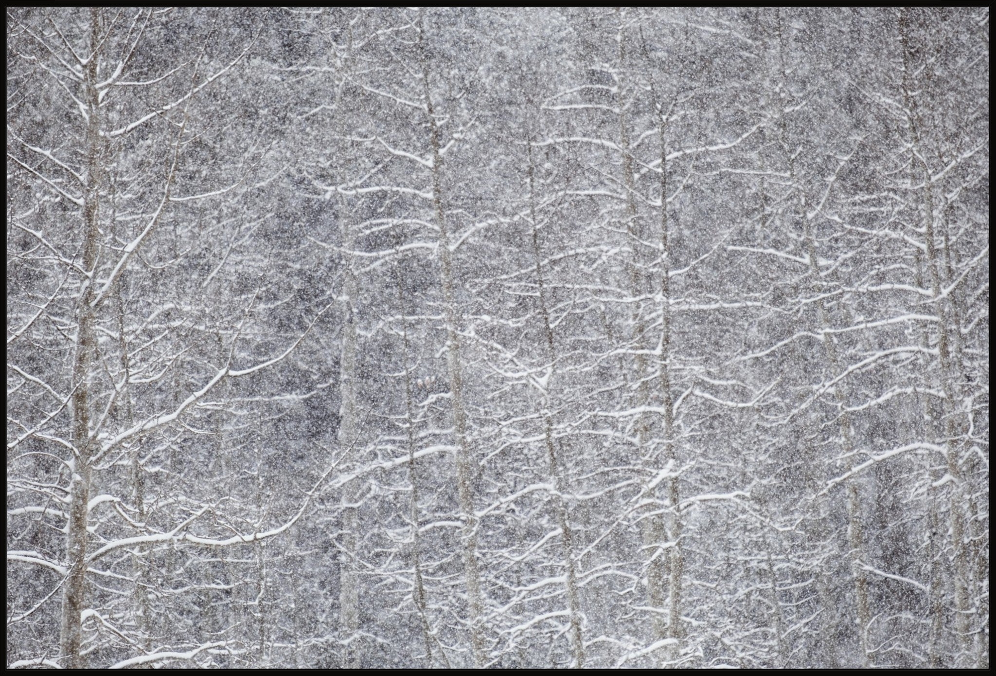 Heavy Snow & Forest Abstract IV