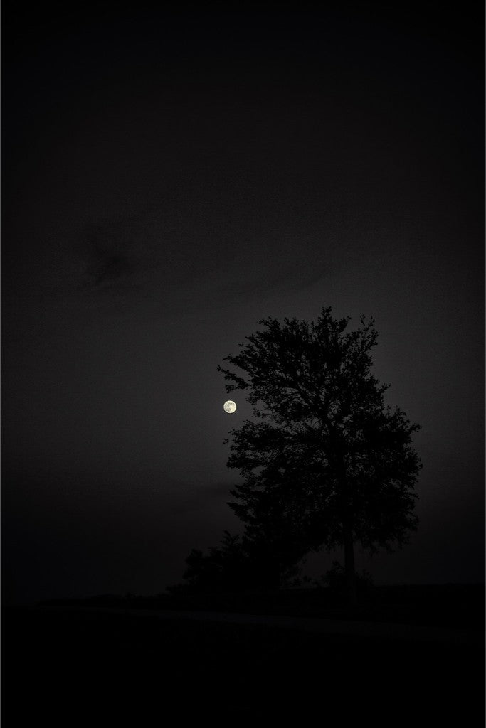 Full Moon and Tree Silhouette