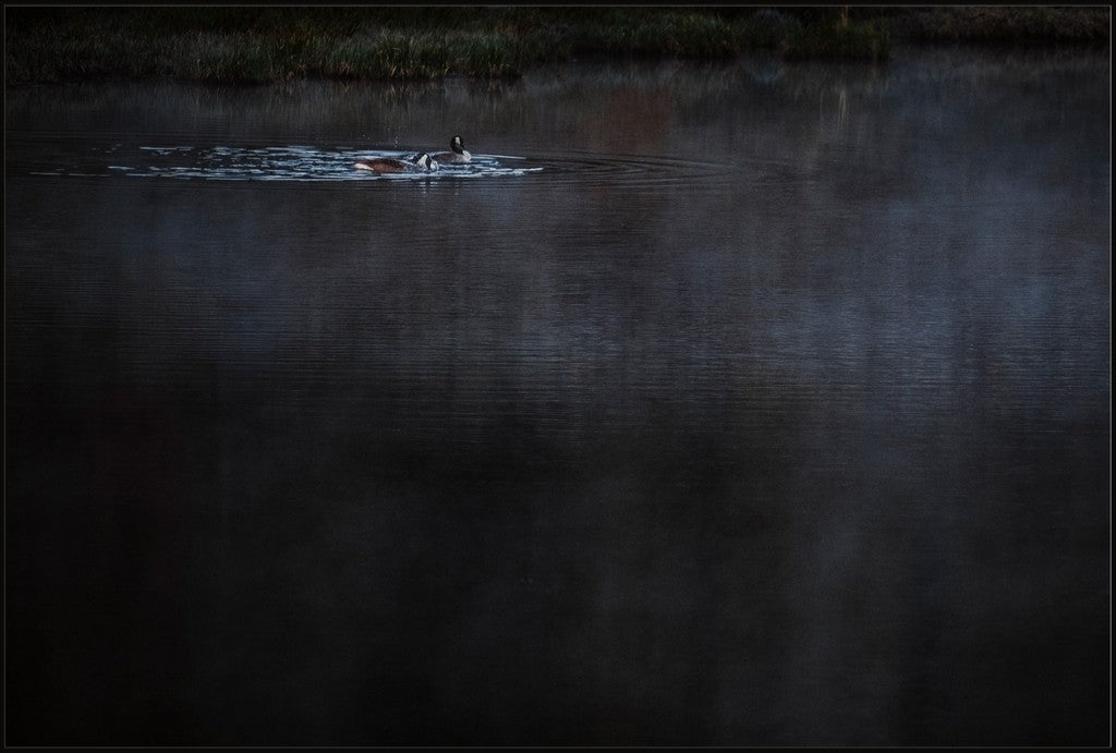 Geese on the Pond