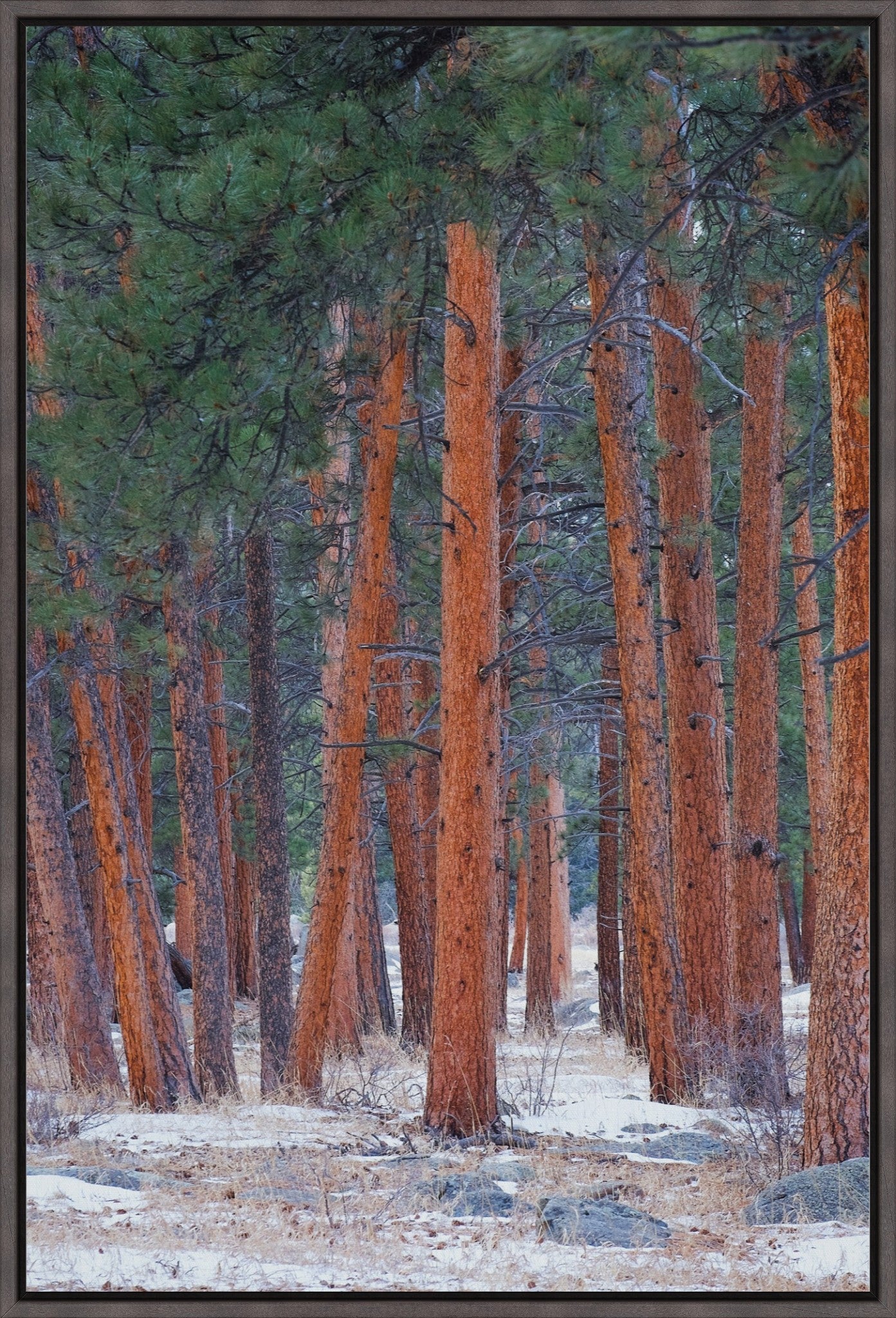 Snowy Pines Vertical