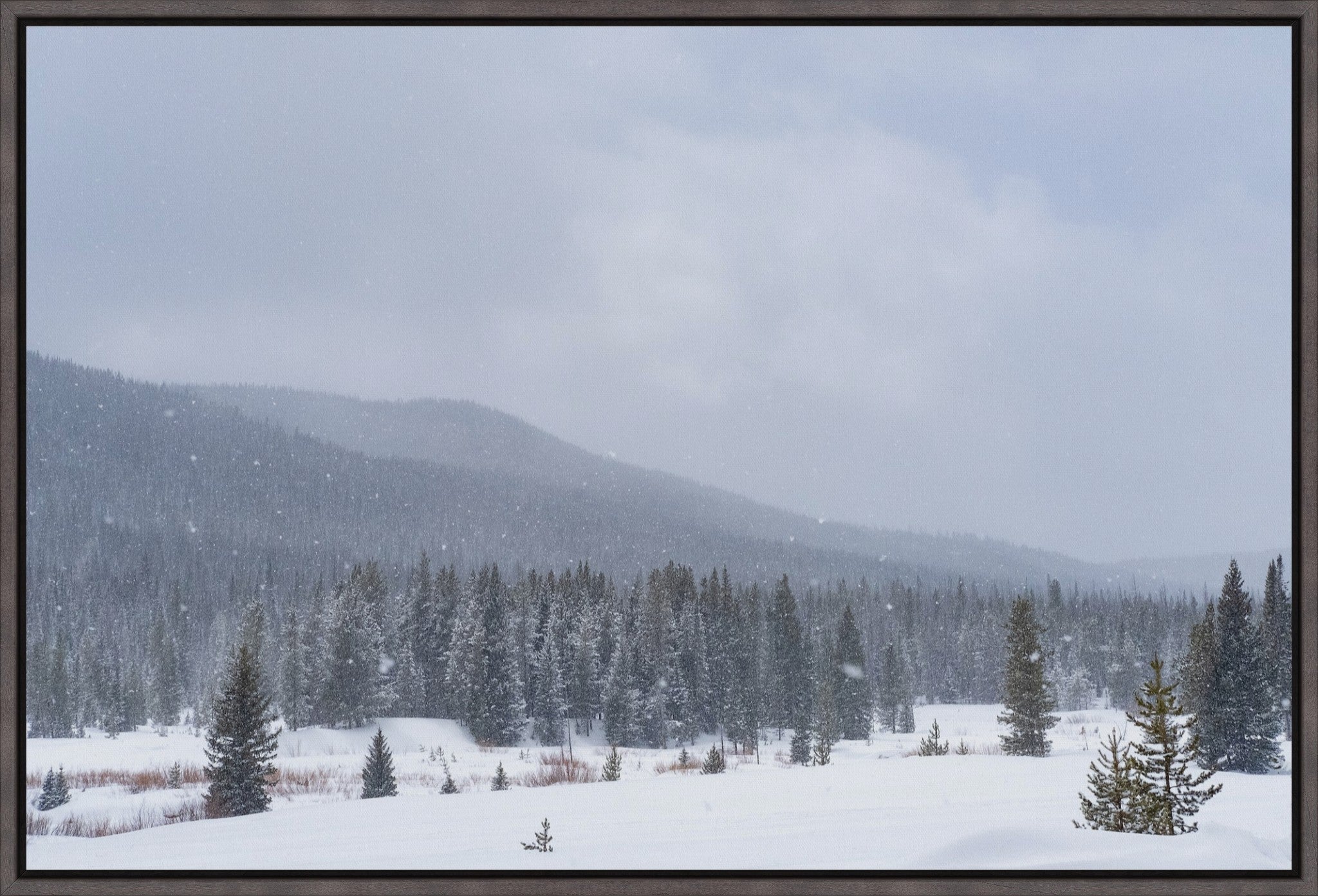 Late Winter Snowfall