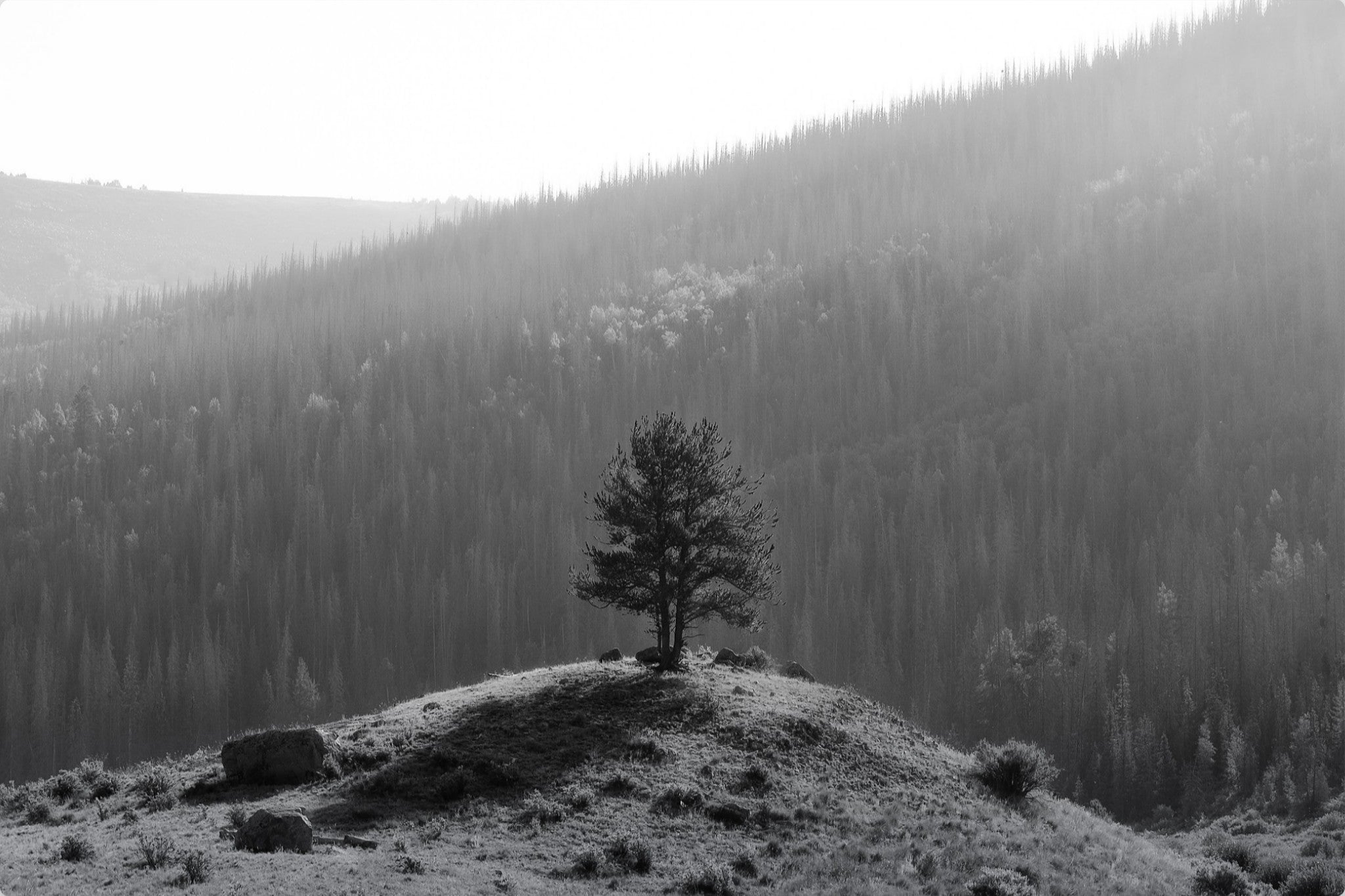 Tree on a Hill