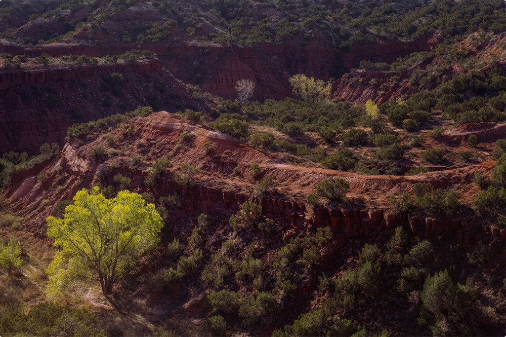 Canyon Spring