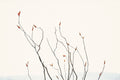 Ocotillo Against Bright Sky with Mountains