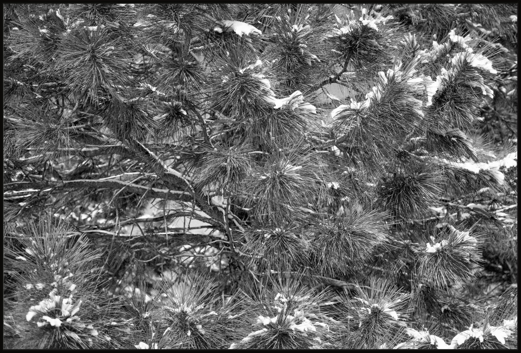 Snow on the Pine Boughs