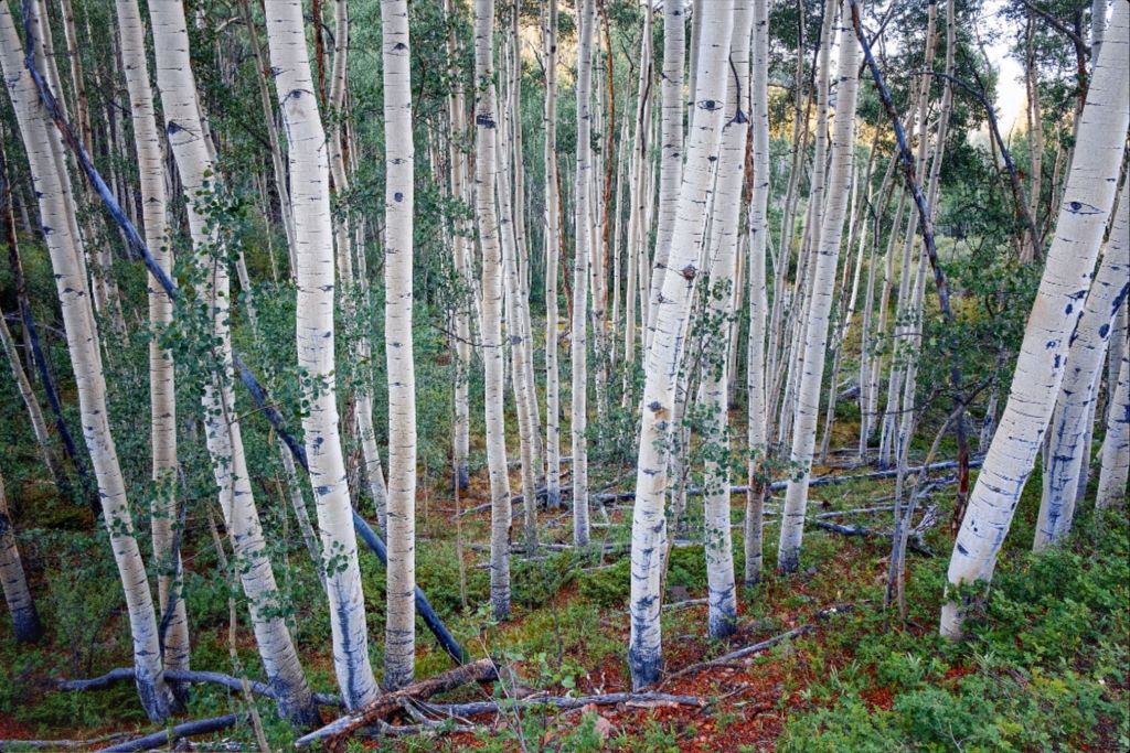 Wall of Aspens