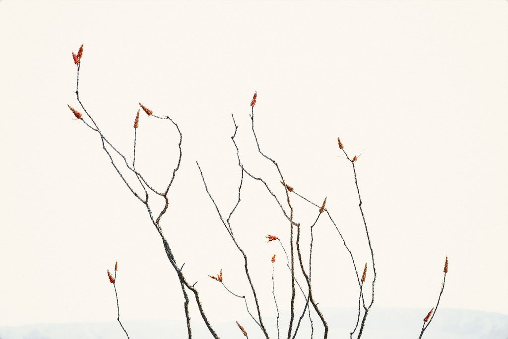 Ocotillo Against Bright Sky with Mountains