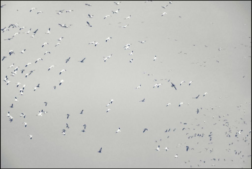 Snow Goose Tornado