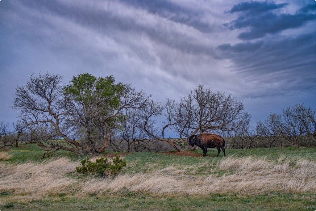 Caprock Bison II