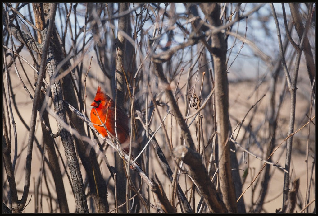 Northern Cardinal in Winter