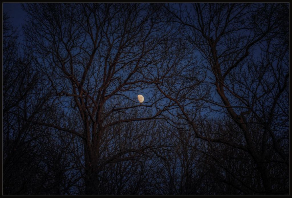 Winter Moon