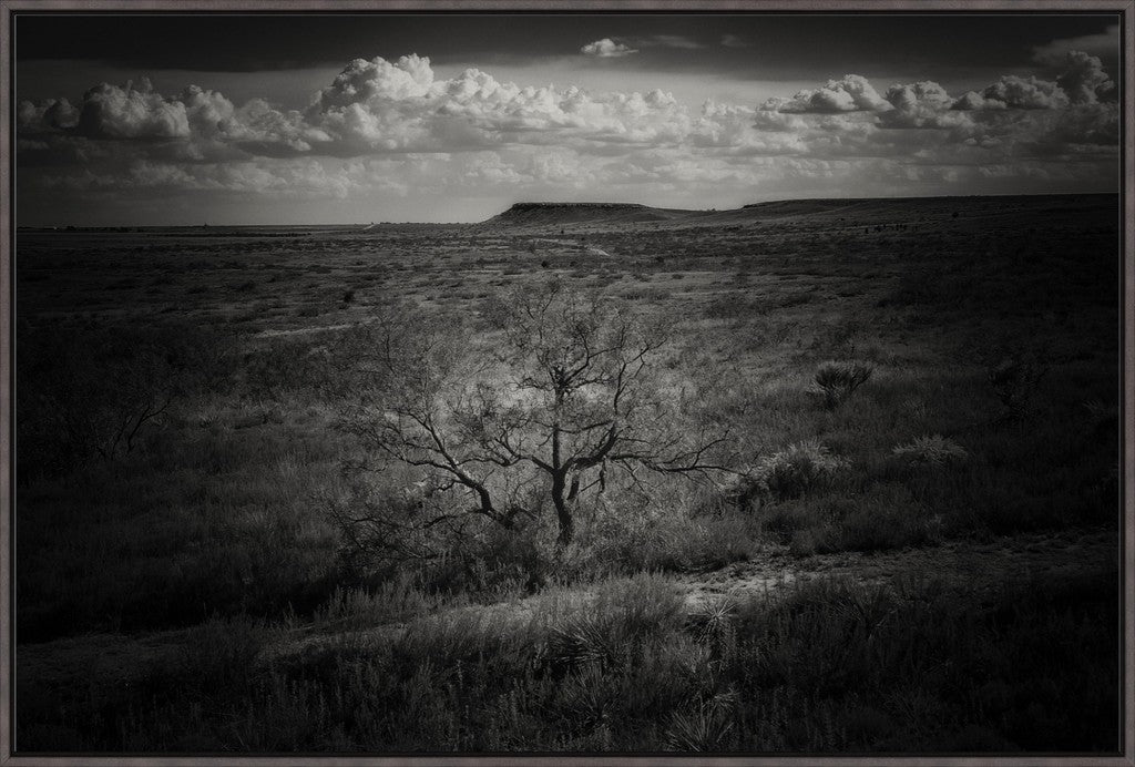 Muleshoe Monochrome
