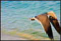 Grand Bahama Gull No. 1