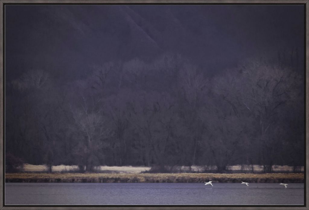 Snow Geese Take Flight