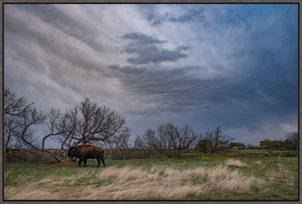 Caprock Bison III