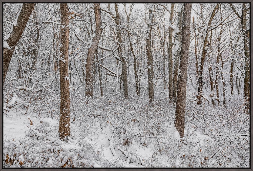 Winter in the Loess Hills