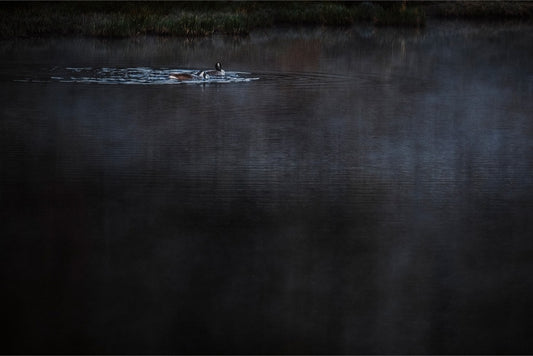 Geese on the Pond